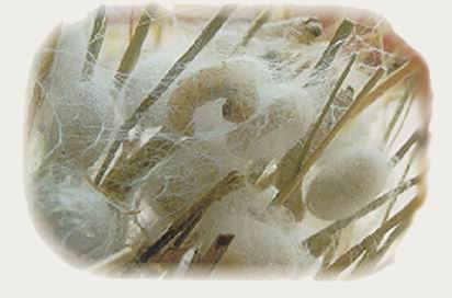 ������Ů���^�������Q�z�����ݹ�Ч