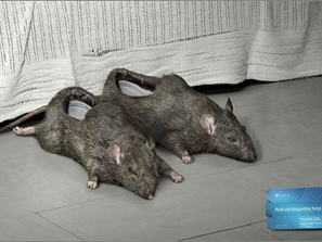 “雷”你沒商量之BT拖鞋