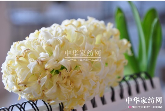 寶縵:初春乍暖 愛上生機