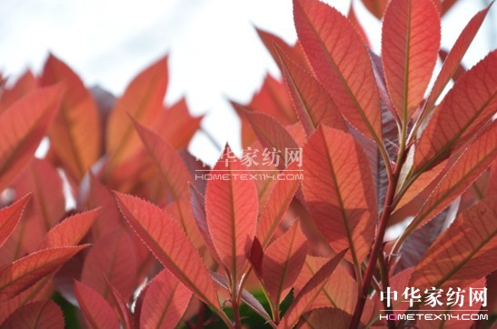 寶縵:初春乍暖愛(ài)上生機(jī)