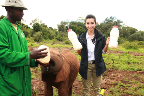 李冰冰出演"變四"引熱議非洲認(rèn)養(yǎng)幼象
