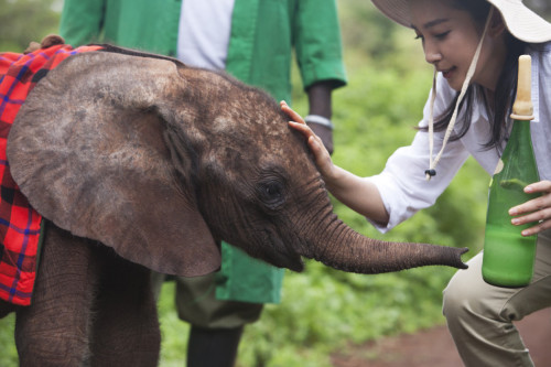 李冰冰出演"變四"引熱議非洲認(rèn)養(yǎng)幼象