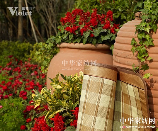 紫羅蘭與你共賞六月明媚天