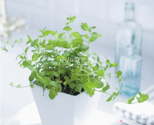 紫羅蘭:打造生機生活