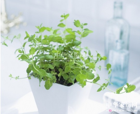 紫羅蘭小貼士  如何去除室內過敏源