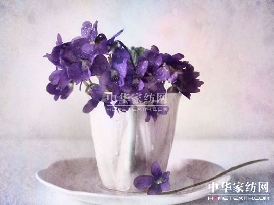 一花一世界  那些你不知道的紫羅蘭