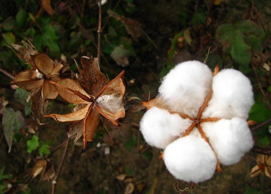 國家發(fā)布2014年棉花目標(biāo)價格