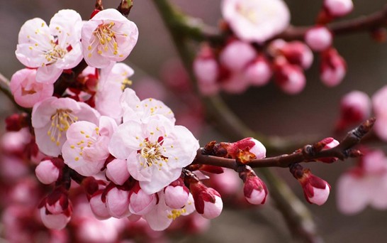 寶縵家紡:家有粉彩“妝” 與春相約!