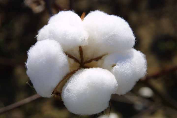 棉花顏色級檢驗體系的探索之路